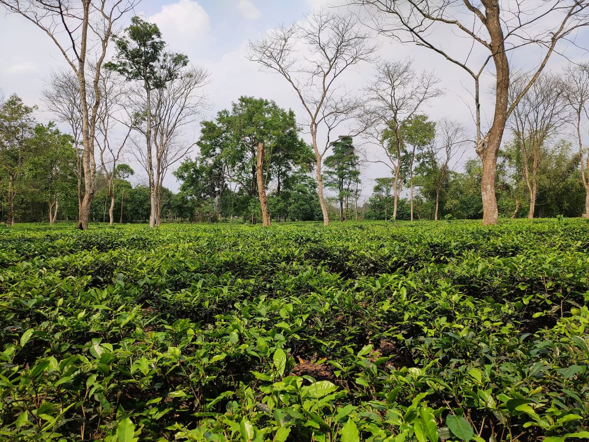 Sreemangal